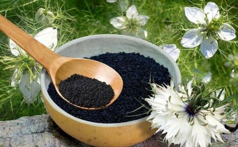 Doftande svart kummin - medicinska egenskaper och kontraindikationer av kryddiga kryddor
