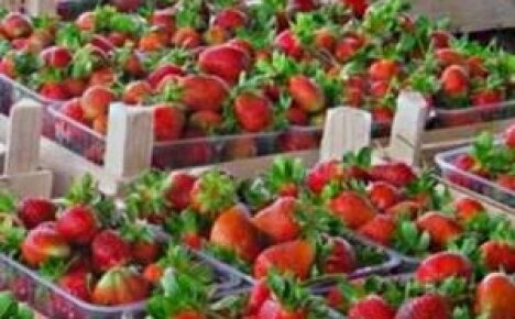 Ключът към страхотната реколта е навременното подхранване на ягоди през пролетта!