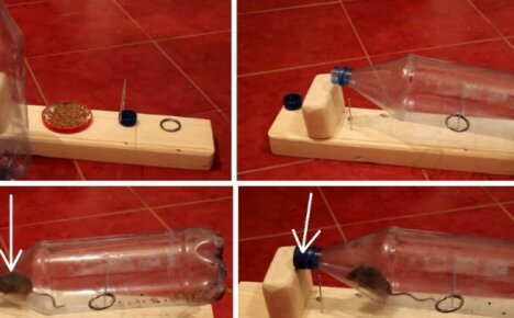 Einfach, schnell und effektiv - Plastikflaschen-Mausefalle, Video