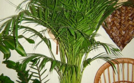 Grote palmboom voor een ruime hal - areca, thuiszorg, foto