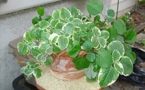 Nous étudions les propriétés utiles et nocives du plectrantus - une plante d'intérieur parfumée