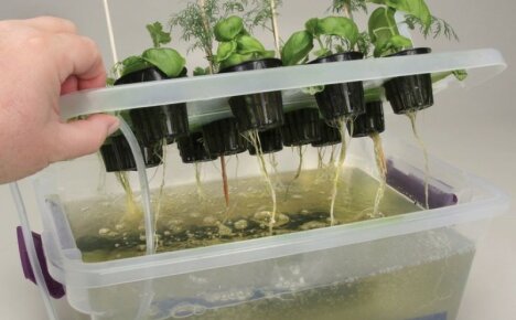 Hydroponische Pflanze für den Anbau von Grün - wie man es selbst macht