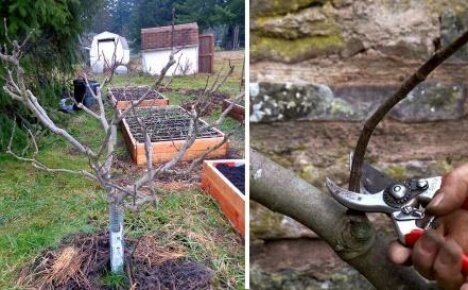 How to prune figs in spring - shaping a plant for a good harvest