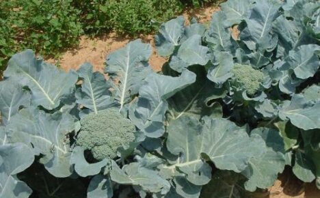Jak pěstovat brokolici semenáčkem a nesazenicí