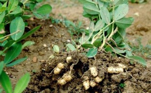 حصاد الفول السوداني وتجهيزه للتخزين
