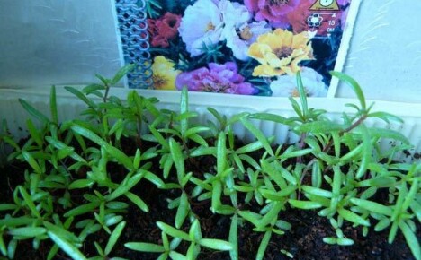Coltivare una portulaca di fiori attraverso le piantine: le sottigliezze della semina e la cura delle piantine