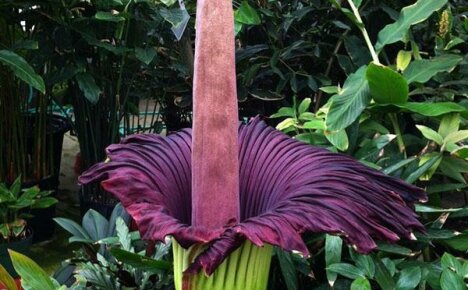 Record holder for inflorescence size and smell - Amorphophallus