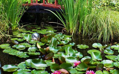 Geheimnisse eines blühenden Teiches - richtige Pflege für Nymphen in einem Teich