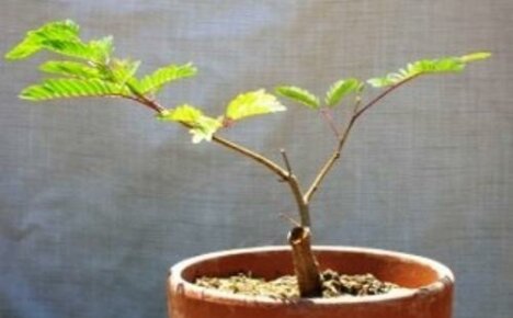 Acacia propagation by cuttings: methods and timing