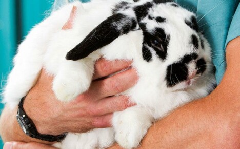 Správné a včasné ošetření pasterelózy u králíků