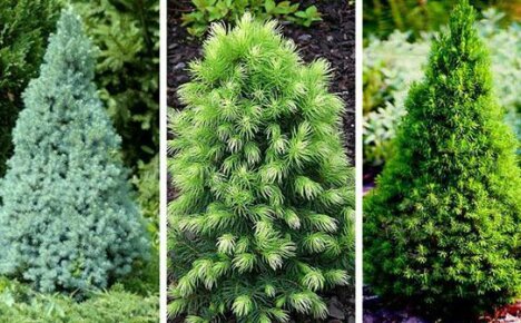 Coniferous crops in the country: choosing a fragrant spruce for ourselves