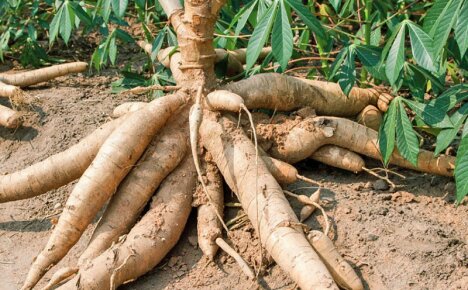 Cassava - what is it and how to cook it correctly