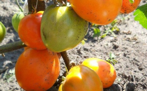 Perhatikan tomat matang yang sangat awal dari Golden Heart