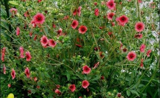 Verbazingwekkende Nepalese Potentilla - een pretentieloze bloeiende vaste plant voor beginnende tuinders