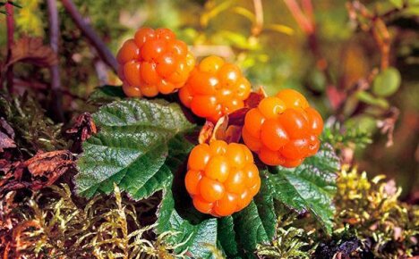 The medicinal properties of cloudberries and the rules for the use of royal berries