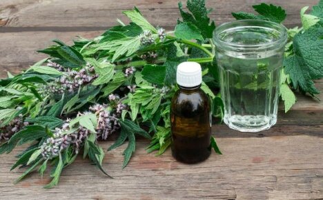 The best remedy for the heart and nerves - motherwort herb, benefits and harms