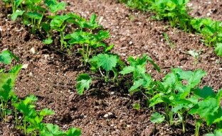 Plantando pastinaga em terreno aberto - o que você precisa fazer para obter brotos amigáveis