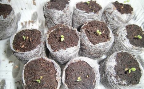How and when to sow petunia seeds in peat tablets?