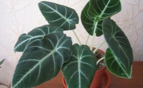Growing alocasia at home