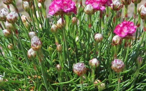 Gourmet Armeria: Pflanzen und Pflege in einem offenen Blumenbeet