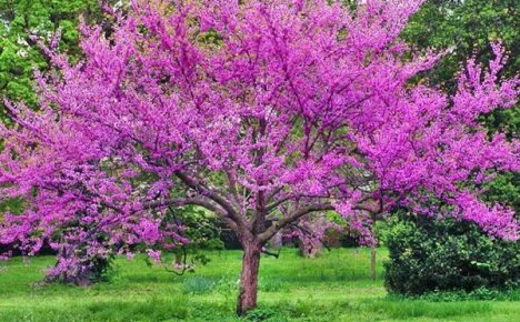 Trädgårdsgarnering - cercis träd