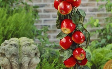 Pokok buah kolumnar akan mendapat tempat di kebun anda