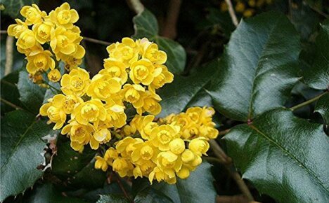 What medicinal properties of Mahonia we know