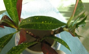 Croton dauginimas: dviejų skirtingų būdų apžvalga