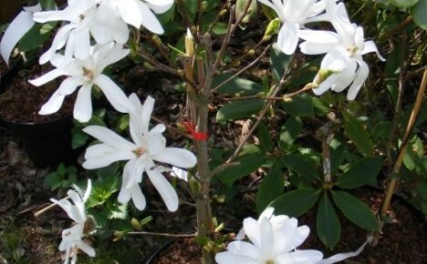 Inomhus magnolia - hur man odlar en spektakulär skönhet hemma