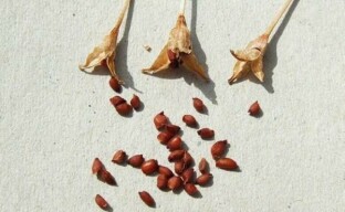 Der Anbau von Krokussen aus Samen ist eine Aktivität für Amateur-Blumenzüchter