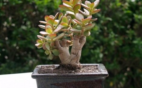 Features of the formation of bonsai from a bonsai