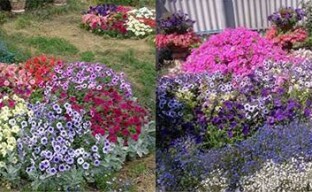 Jardin de fleurs bricolage - créer un contraste avec les fleurs