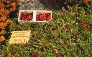 What you need to know when planning the cultivation of cranberries in the country