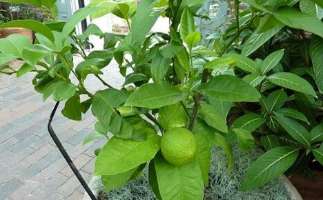 O putem face - cultivarea bergamotei acasă