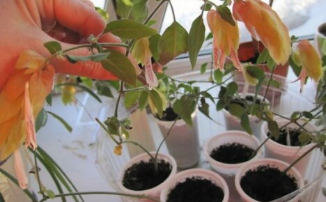 Reproductie van beloperon - hoe snel nieuwe bloemen te krijgen - garnalen