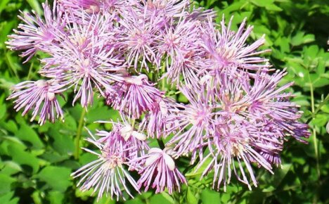 Květy bazalky: výsadba a péče, odrůdy, užitečné vlastnosti