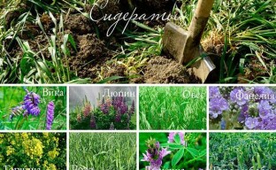 Nádherné střídání plodin a zelené hnojení
