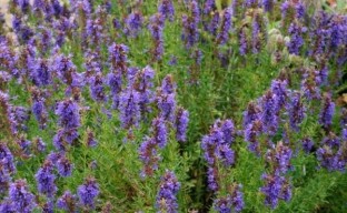Sunătoarea albastră sau hisopul este o plantă medicinală în patul de flori