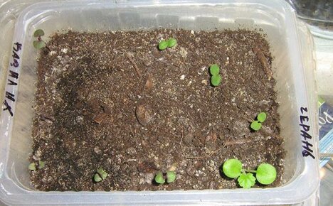 Pelargonium tohumlarının verimli çimlenmesi
