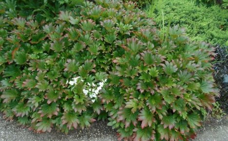 Záhradná rastlina s listami ako javor - elegantný javorový list