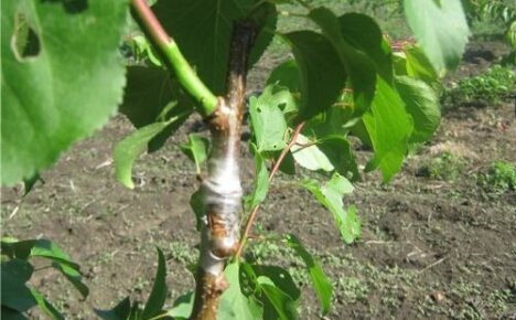 Hvilket træ kan du plante en abrikos på, og hvornår er det bedre at gøre det