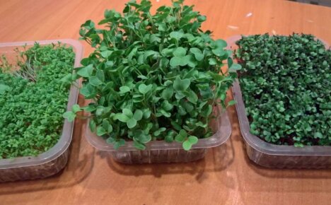 Cách trồng microgreen tại nhà - sinh tố quanh năm