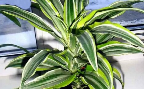 How to care for dracaena deremska to keep the variegated color of the leaves