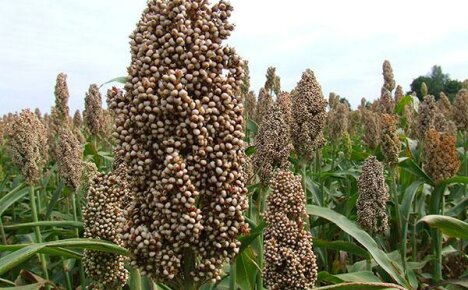 Une technologie compétente de culture du sorgho grain est la clé d'un rendement de récolte élevé et stable