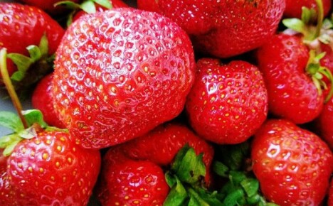 Důležité nuance výsadby a péče o jahody Eliane