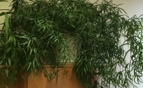 Växande halvmåne sparris - dekorativ liana för landskapsarkitektur ett rum