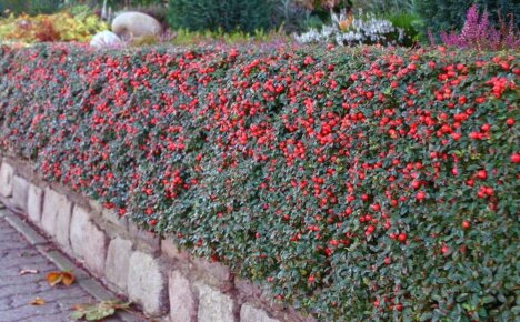 We transform a summer cottage into a garden of delights using popular types and varieties of cotoneaster