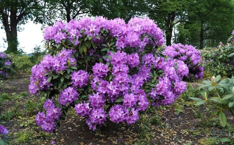 Rhododendron katevbinsky, jeho vlastnosti a pravidla kultivace