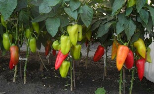 Jak získat dobrou úrodu papriky