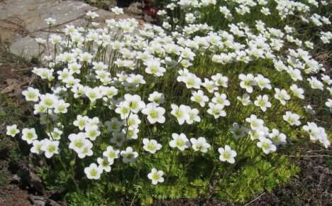 Such a multifaceted and unpretentious saxifrage - planting and care, photo